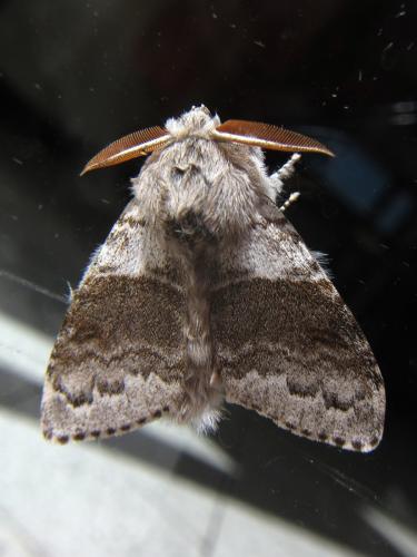 Réf. 254 579 : Calliteara pudibunda
